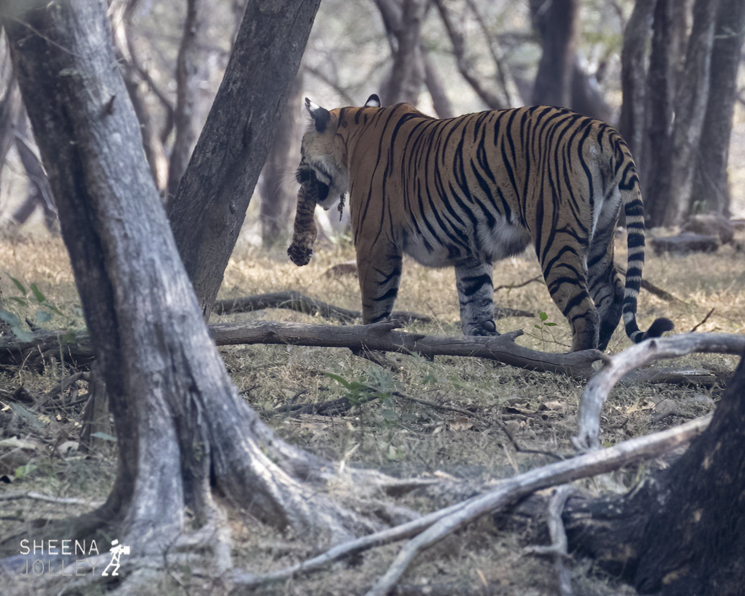 Bengal Tigress moving young newborn cub 3.jpg - India